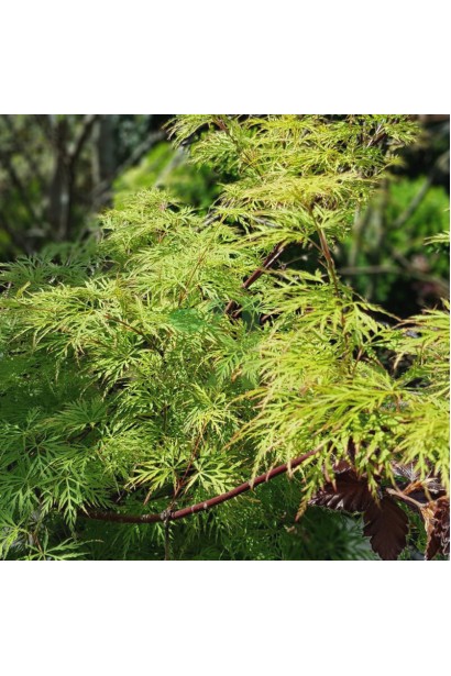 Клен віяловий/пальмолистий ’Емеральд Лейс’